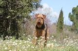 AIREDALE TERRIER 110